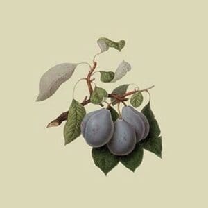 Imperial Plum by William Hooker - Art Print