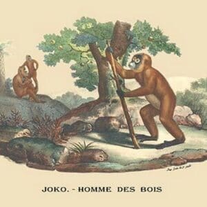 Joko - Homme des Bois (Monkey) by E. F. Noel - Art Print