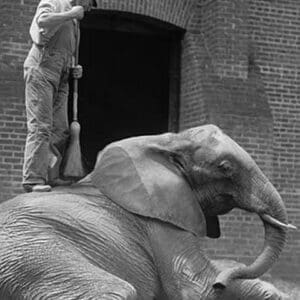 Jumebina the Elephant gets a brooming by a Zookeeper - Art Print
