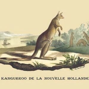 Kangouroo de la Nouvelle Hollande by E. F. Noel - Art Print