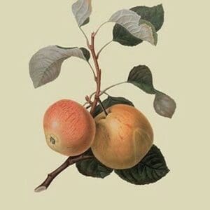 Kerry Pippin - Apple by William Hooker #2 - Art Print