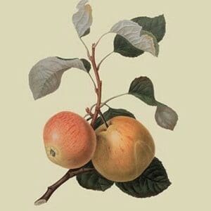 Kerry Pippin - Apple by William Hooker - Art Print