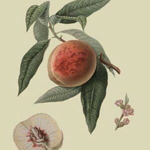 La Bourdine Peach by William Hooker - Art Print