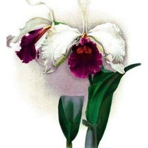 Laelio-Cattleya Rex by H.G. Moon - Art Print