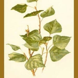 Leaves of The Lombardy Poplar by W.H.J. Boot - Art Print