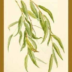 Leaves of the Willow by W.H.J. Boot - Art Print