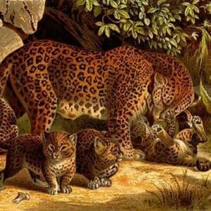 Leopard by Friedrich Wilhelm Kuhnert - Art Print