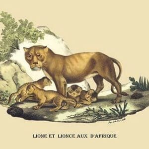 Lion et Lionne d'Afrique by E. F. Noel - Art Print