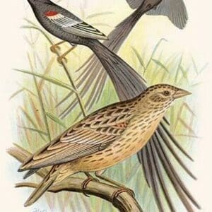 Long Tailed Whyah by Frederick William Frohawk #2 - Art Print