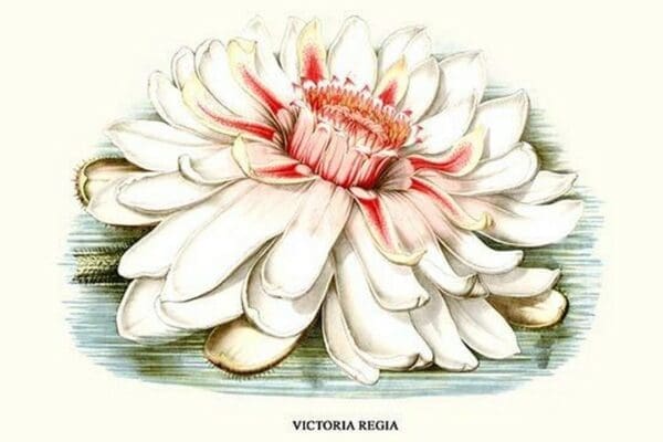 Lotus Flower - water lily by Louis Benoit Van Houtte #3 - Art Print