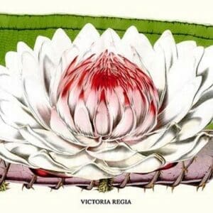 Lotus Flower - water lily by Louis Benoit Van Houtte - Art Print