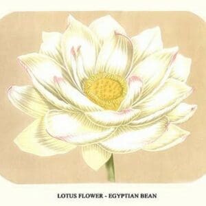 Lotus flower - Egyptian Bean by Louis Benoit Van Houtte - Art Print