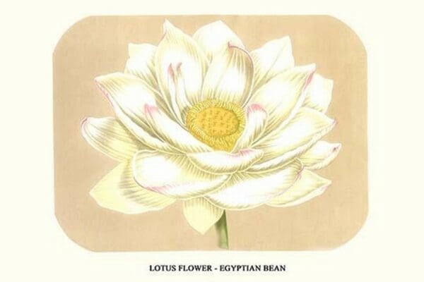 Lotus flower - Egyptian Bean by Louis Benoit Van Houtte - Art Print