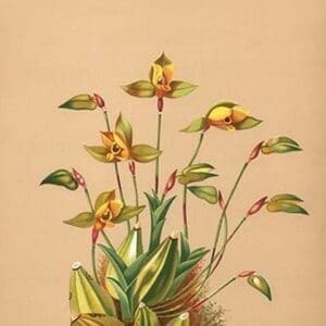 Lycaste Aromatica by H.G. Moon #2 - Art Print