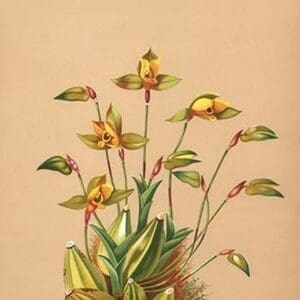 Lycaste Aromatica by H.G. Moon - Art Print