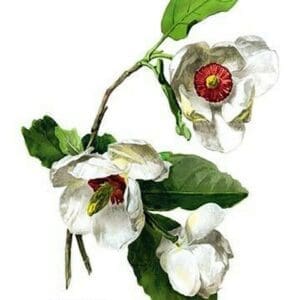 Magnolia Parviflora by H.G. Moon - Art Print