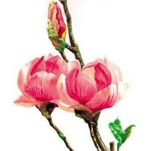 Magnolia Rustica: Fl. Rubra by H.G. Moon - Art Print