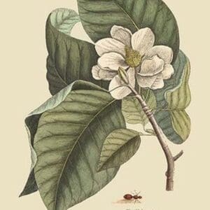 Magnolia by Mark Catesby #2 - Art Print