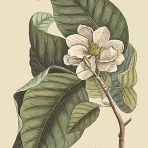Magnolia by Mark Catesby - Art Print