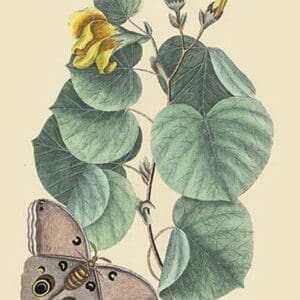 Maho Tree & Moth by Mark Catesby #2 - Art Print