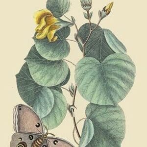 Maho Tree & Moth by Mark Catesby - Art Print