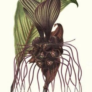Malaysian Orchid by Louis Benoit Van Houtte - Art Print