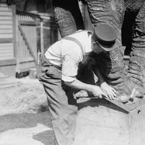 Manicuring an Elephant in New York's Central Park - Art Print