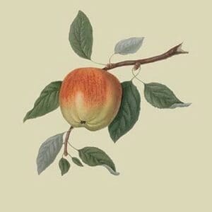 March Apple by William Hooker #2 - Art Print