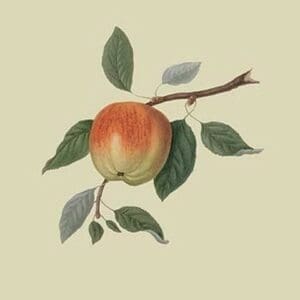 March Apple by William Hooker - Art Print