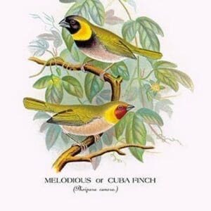 Melodious or Cuba Finch by Arthur Gardiner Butler - Art Print