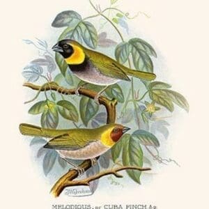 Melodius or Cuba Finch by Frederick William Frohawk #2 - Art Print