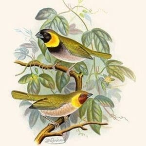 Melodius or Cuba Finch by Frederick William Frohawk - Art Print