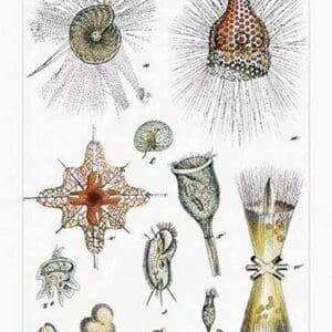 Microscopic Sea Life by Heinrich V. Schubert - Art Print