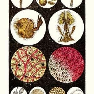 Microscopic views of plants and beetles by James Sowerby - Art Print