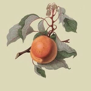 Moor Park Apricot by William Hooker #2 - Art Print