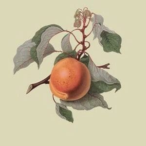 Moor Park Apricot by William Hooker - Art Print
