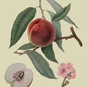 Neal's Early Purple Peach by William Hooker - Art Print
