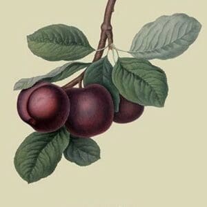 Nectarine Plum by William Hooker #2 - Art Print