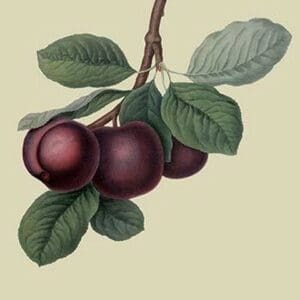 Nectarine Plum by William Hooker - Art Print