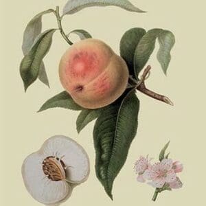 Noble Peach by William Hooker #2 - Art Print