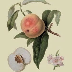 Noble Peach by William Hooker - Art Print