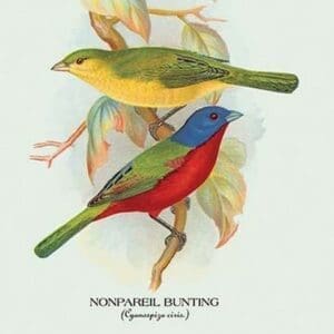 Nonpareil Bunting by Arthur Gardiner Butler - Art Print