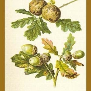 Oak Apple Acorn by W.H.J. Boot - Art Print