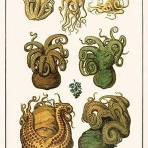 Octopuses by Albertus Seba - Art Print