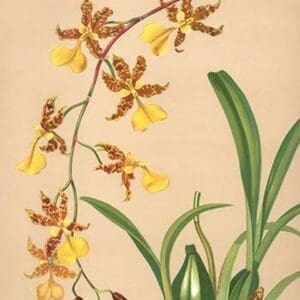 Oncidium Barker II by H.G. Moon - Art Print