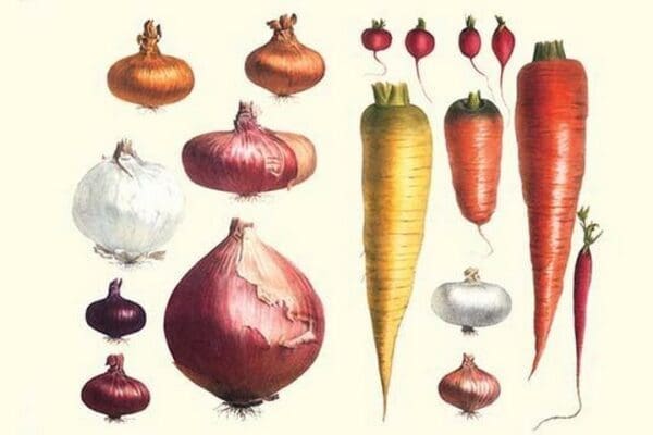 Onions Carrots & Turnips by Philippe-Victoire Lev que de Vilmorin - Art Print
