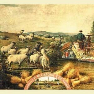 Osborne - Sheep with Grain Binder - Art Print
