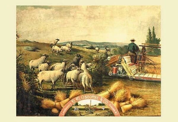 Osborne - Sheep with Grain Binder - Art Print