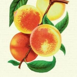 Ostrander's Late Peaches - Art Print