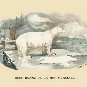 Ours Blanc de la Mer Glaciale (Polar Bear) by E. F. Noel - Art Print